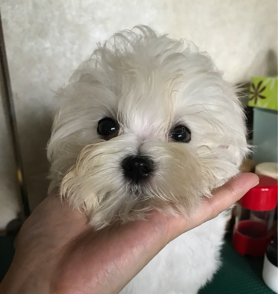 [눈물싹싹 눈물싹싹 ] 눈물싹싹 눈물자국 눈꼽냄새 제거 영양제 간식 리뷰후기
