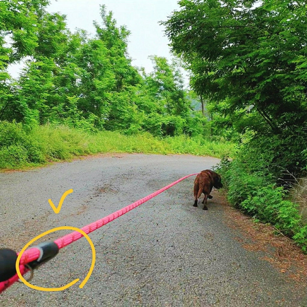 독스랩 1 스트롱 로프 소형견 중형견 대형견 줄 강아지 리드줄 산책줄