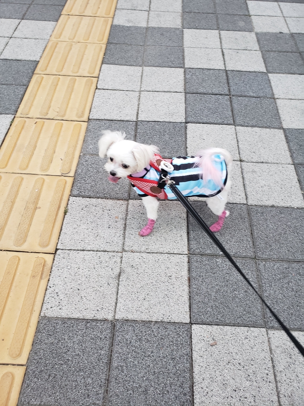 원펫밀리 강아지 일회용 산책 신발 양말 자가접착 붕대 리뷰후기