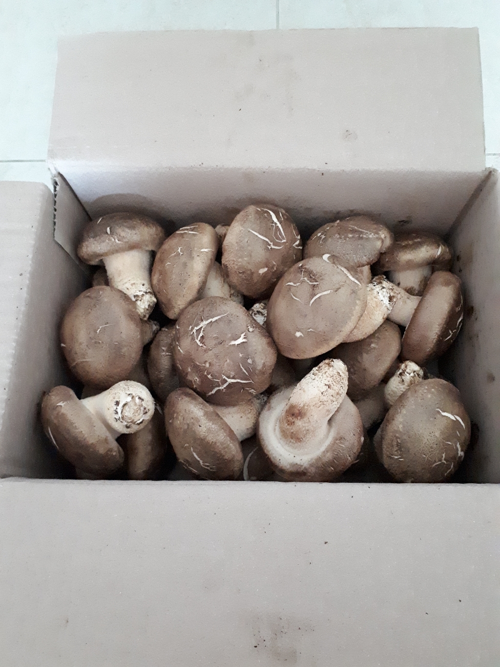 [예산 표고버섯] 산지직송 표고버섯 상품 아기가 좋아하는 표고버섯이유식 리뷰후기