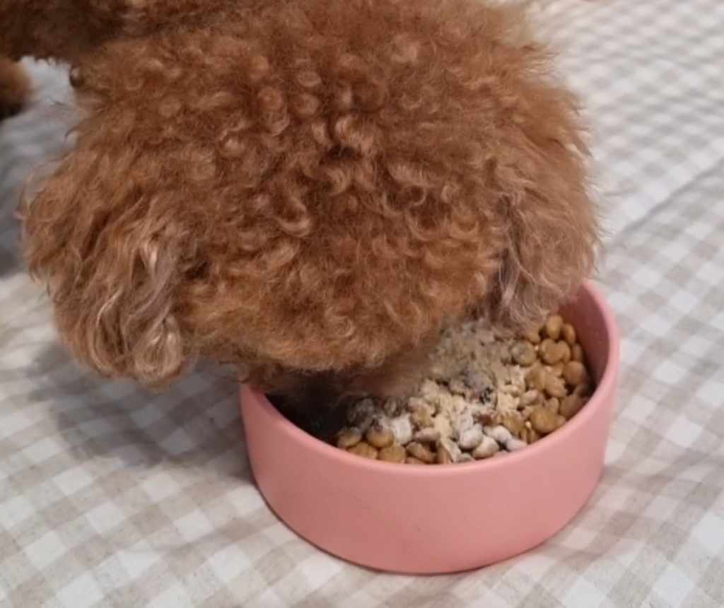 선견지명 강아지 영양제 30스틱 관절/피부/유산균 고양이 노견 노령견
