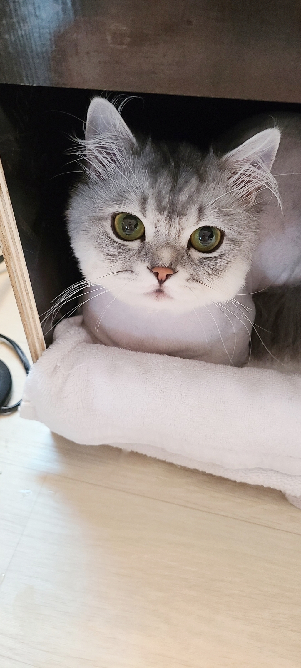 벨르펫 고양이 목재 급식소 야외용
