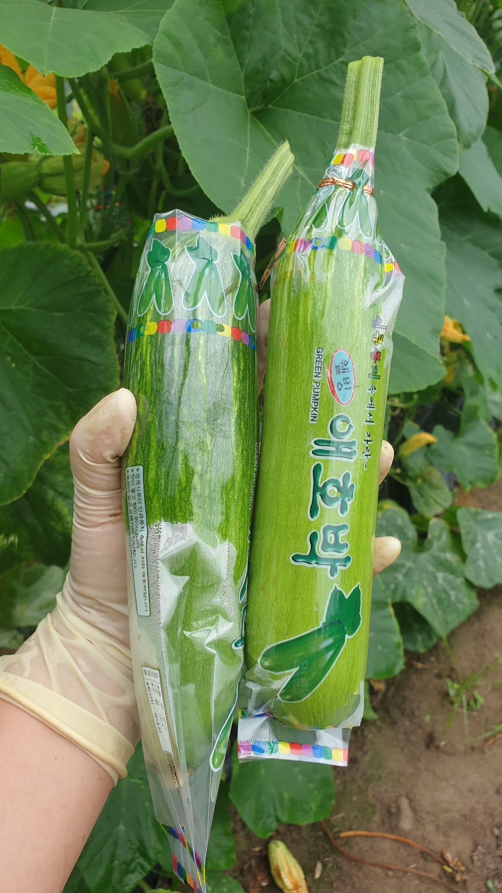 헬프팜 애박봉지 500매 타이포함 인큐봉지 동진산업