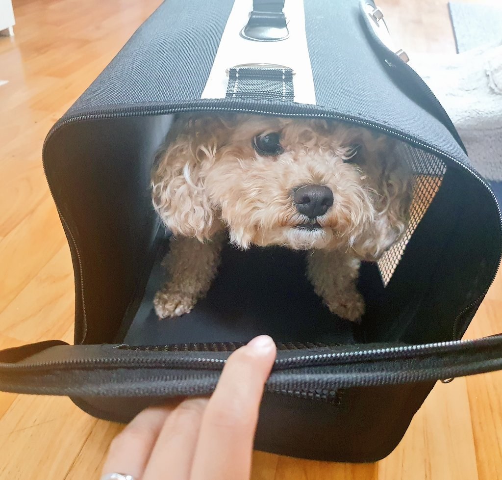 요기쏘 반려동물 심플 이동가방 리뷰후기