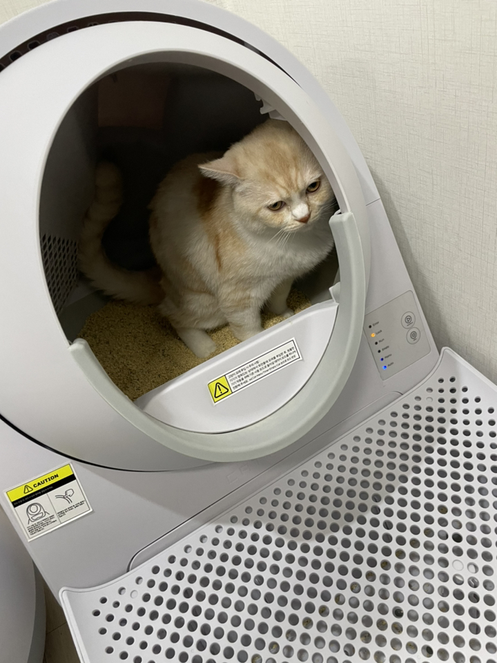 캣링크 영 고양이 자동화장실 catink itter box 리뷰후기
