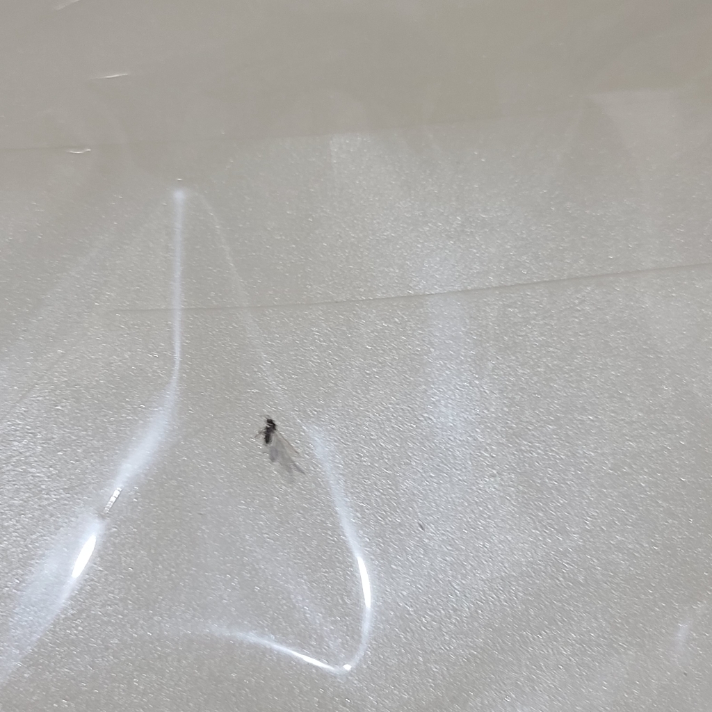 도나앤데코 이브 리본장식 선물백 연브라운 리본