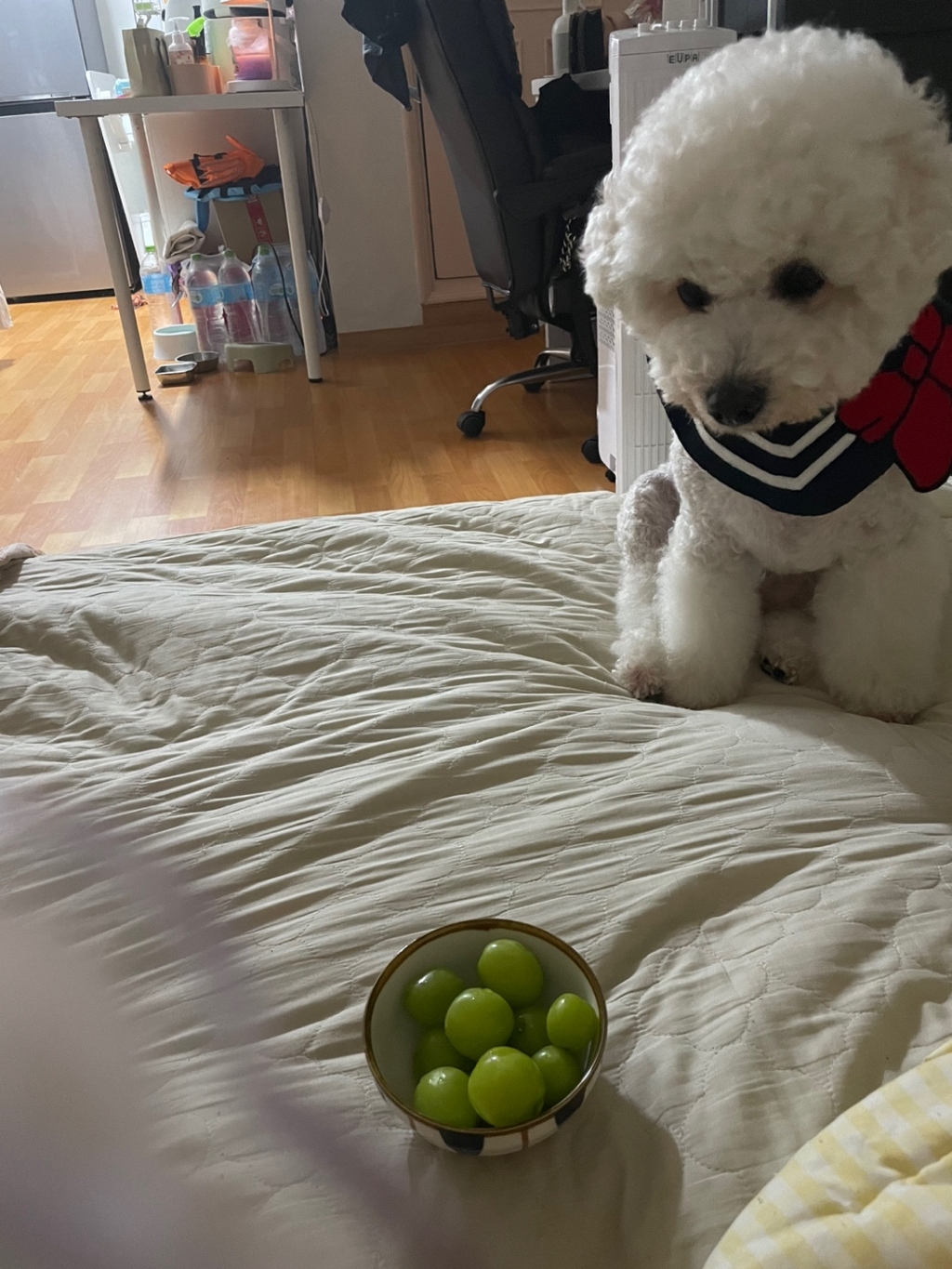 썬리치 씨없는 고당도 청포도 샤인머스캣 1 리뷰후기