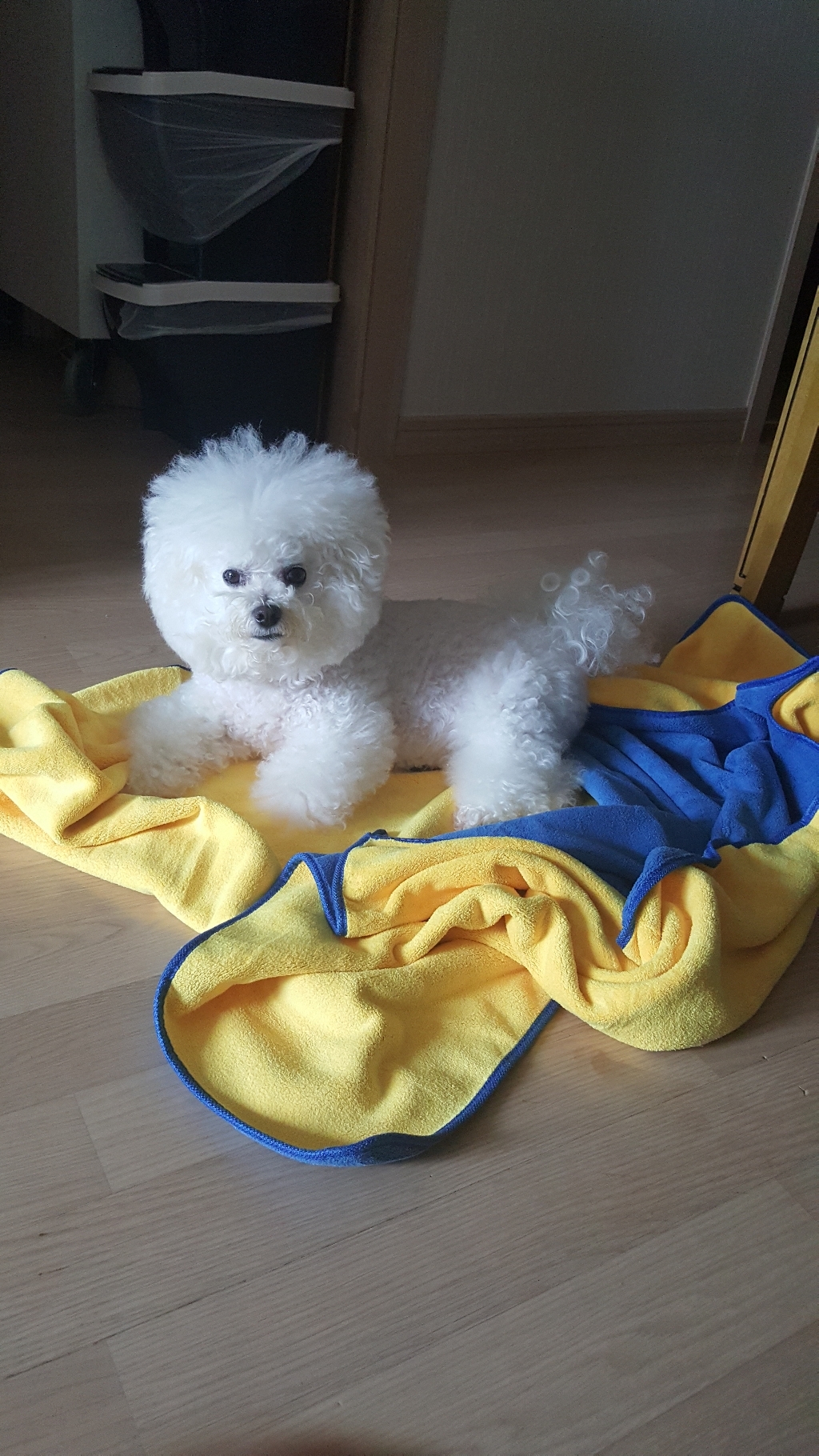 발수건 추가증정 강아지 고양이 목욕 수건 소형 중형 대형견 펫바스 리뷰후기