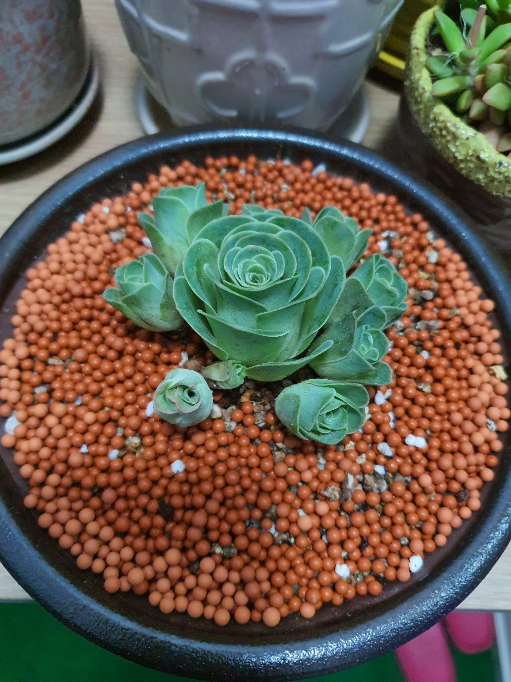 기간티아 군생 이쁜다육 인기다육 키우기쉬운 다육식물 리뷰후기