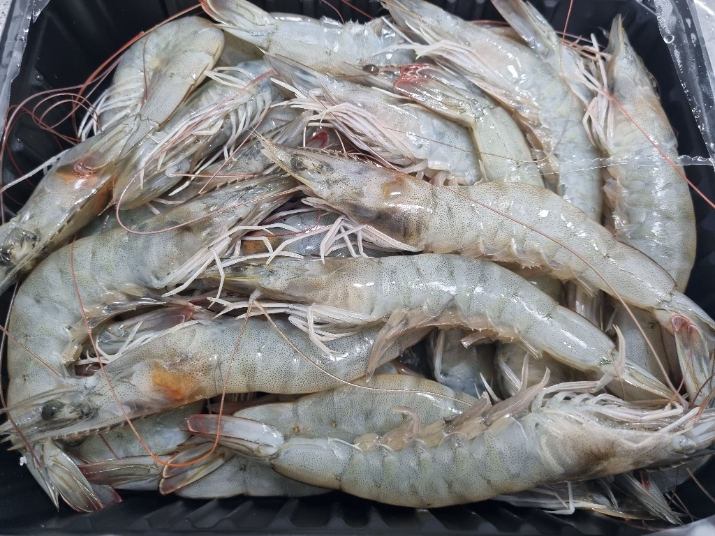 살맛나요 서해안 산지직송 갓 잡은 생물 새우 리뷰후기