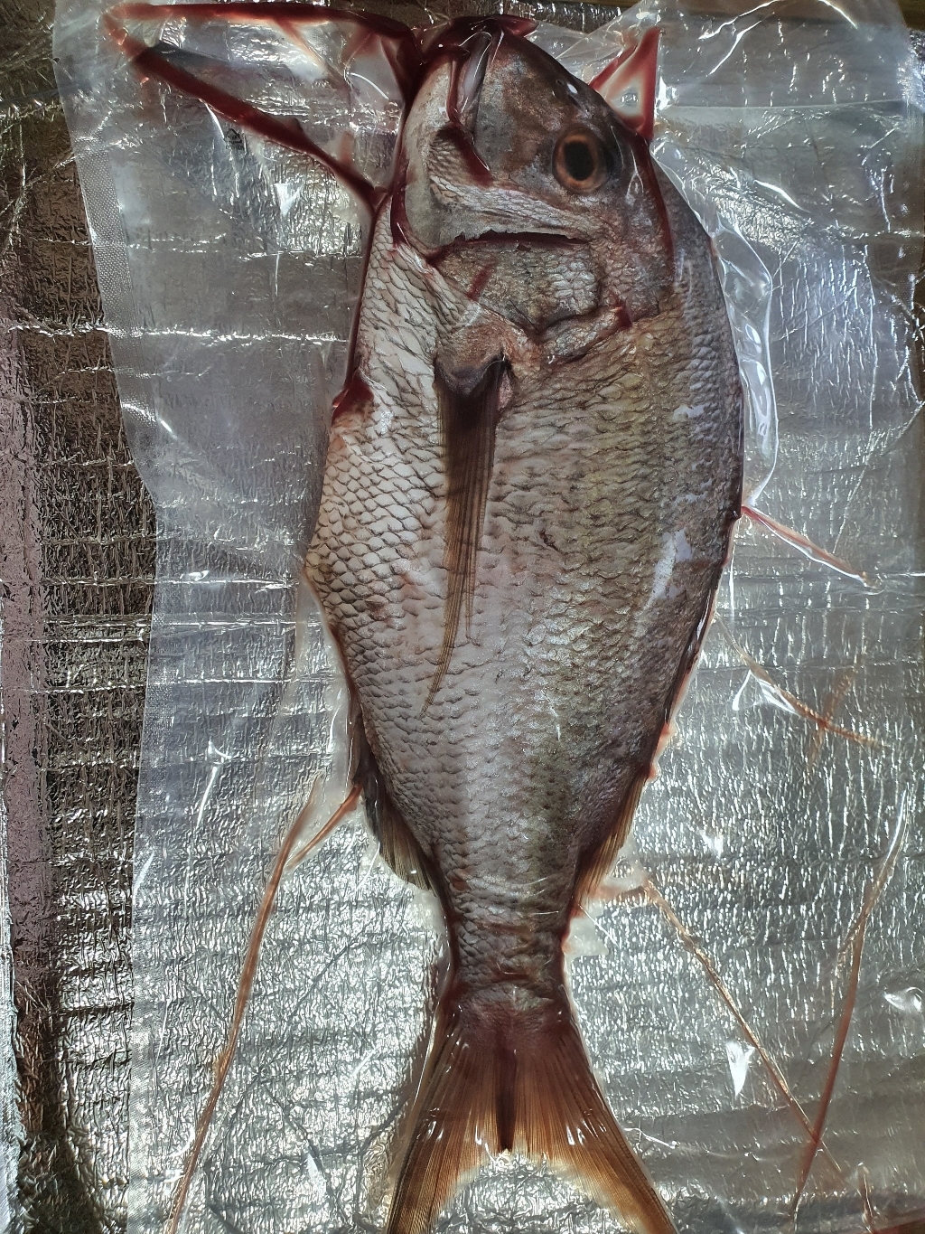 서피랑피쉬마켓 통영 자연산 프리미엄 참돔 생물 / 제수용 1 리뷰 후기