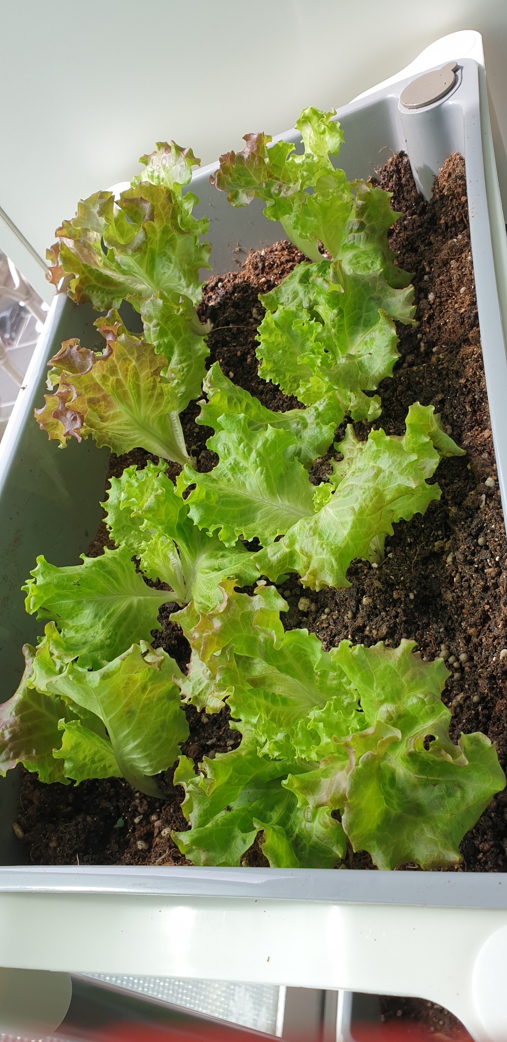 소소정원 저면급수 2단 3단 화분 이동식 저면관수 베란다 텃밭