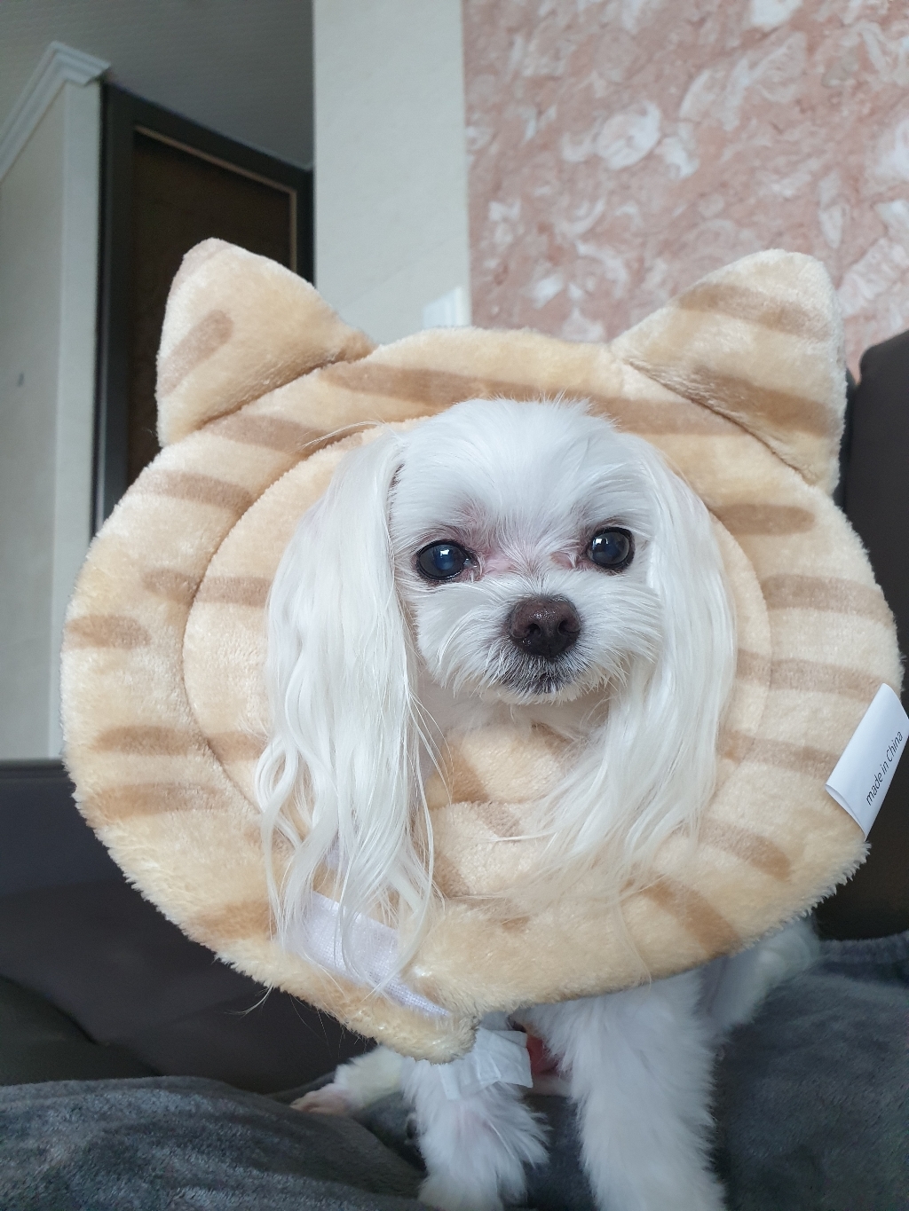 미즈펫 반려동물 초경량 넥카라 브라운 S 리뷰후기