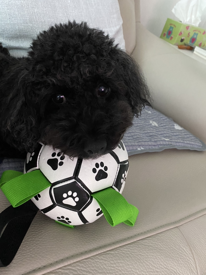 강아지 축구공 장난감 실내 야외 공놀이 수영 물놀이 터그놀이 소형견 중형견 대형견 리뷰 후기