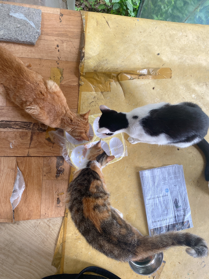 캐츠랑 전연령 올라이프 고양이 건식사료
