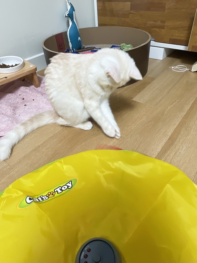 딩동펫 마우스 무빙 장난감 건전지 미포함 리뷰후기