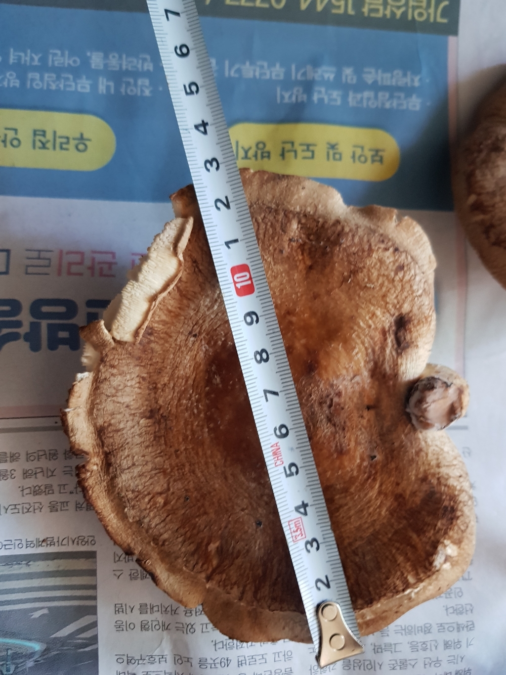 산지직송 무농약 생표고버섯 못난이 못난이 대용량표고버섯 급식용 식당용 건조용 가루용 양 많은 표고버섯