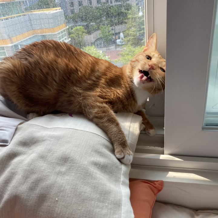 고로고로 초강력 테이프클리너 리필 샤프트 핸들