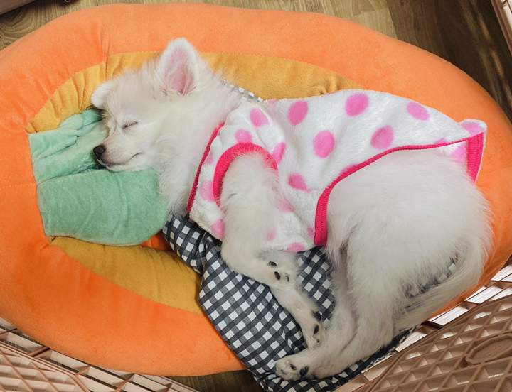 도그월드 강아지 고양이 당근 하우스 리뷰후기
