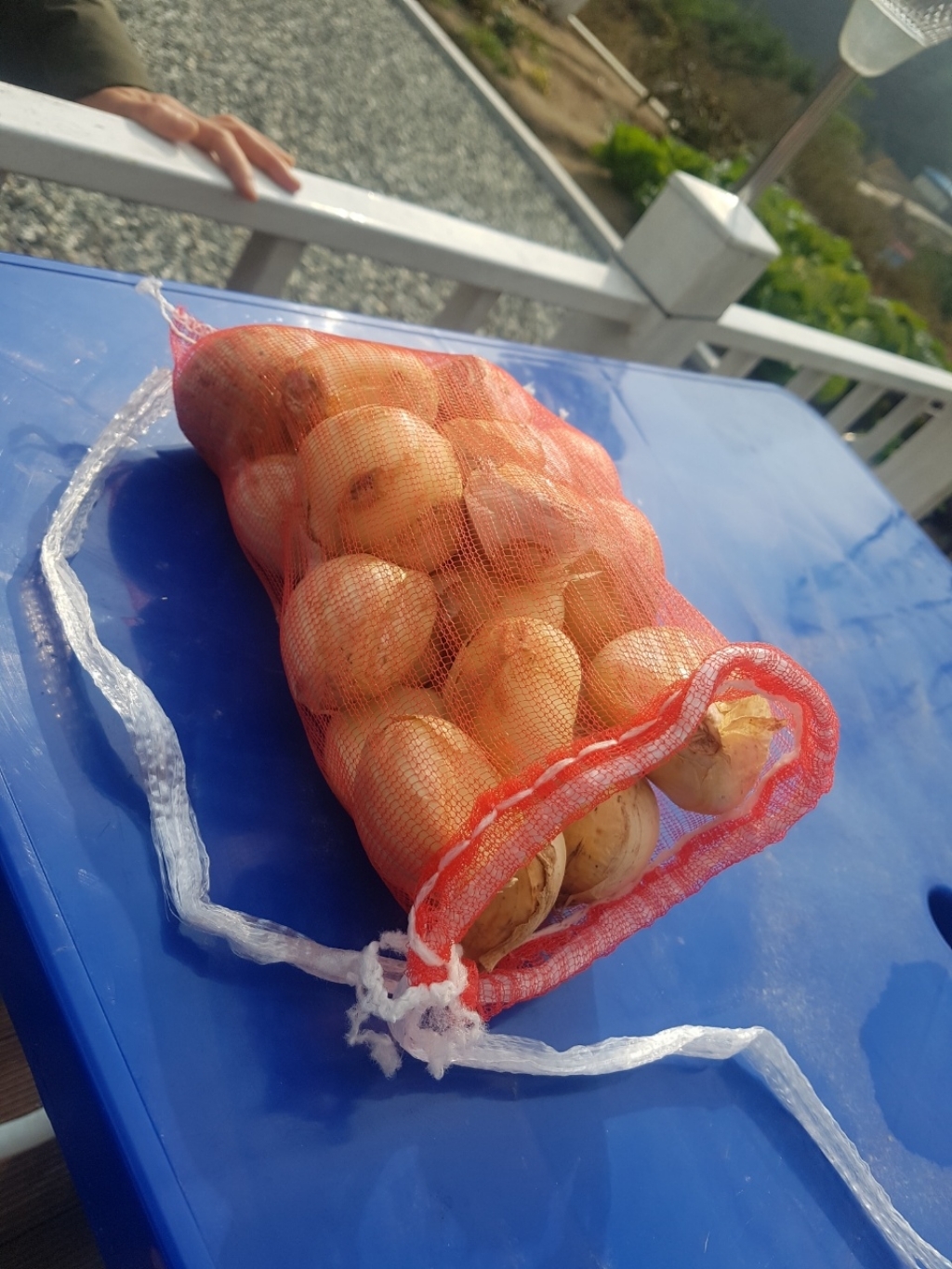 현소농 21년 해남 코끼리마늘 쪼개지않은 통마늘 리뷰후기