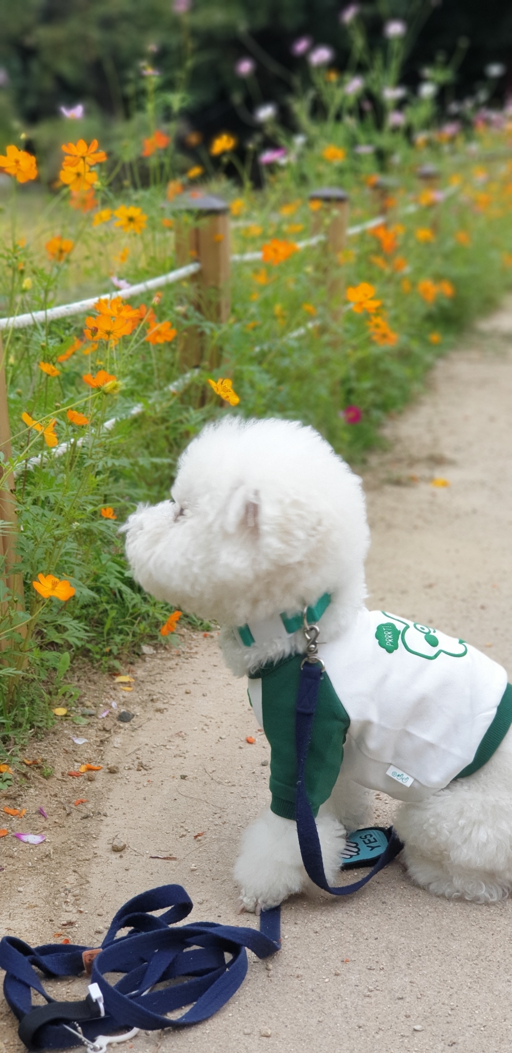 오드스튜디오 따또 크레용 크롭 강아지 티셔츠