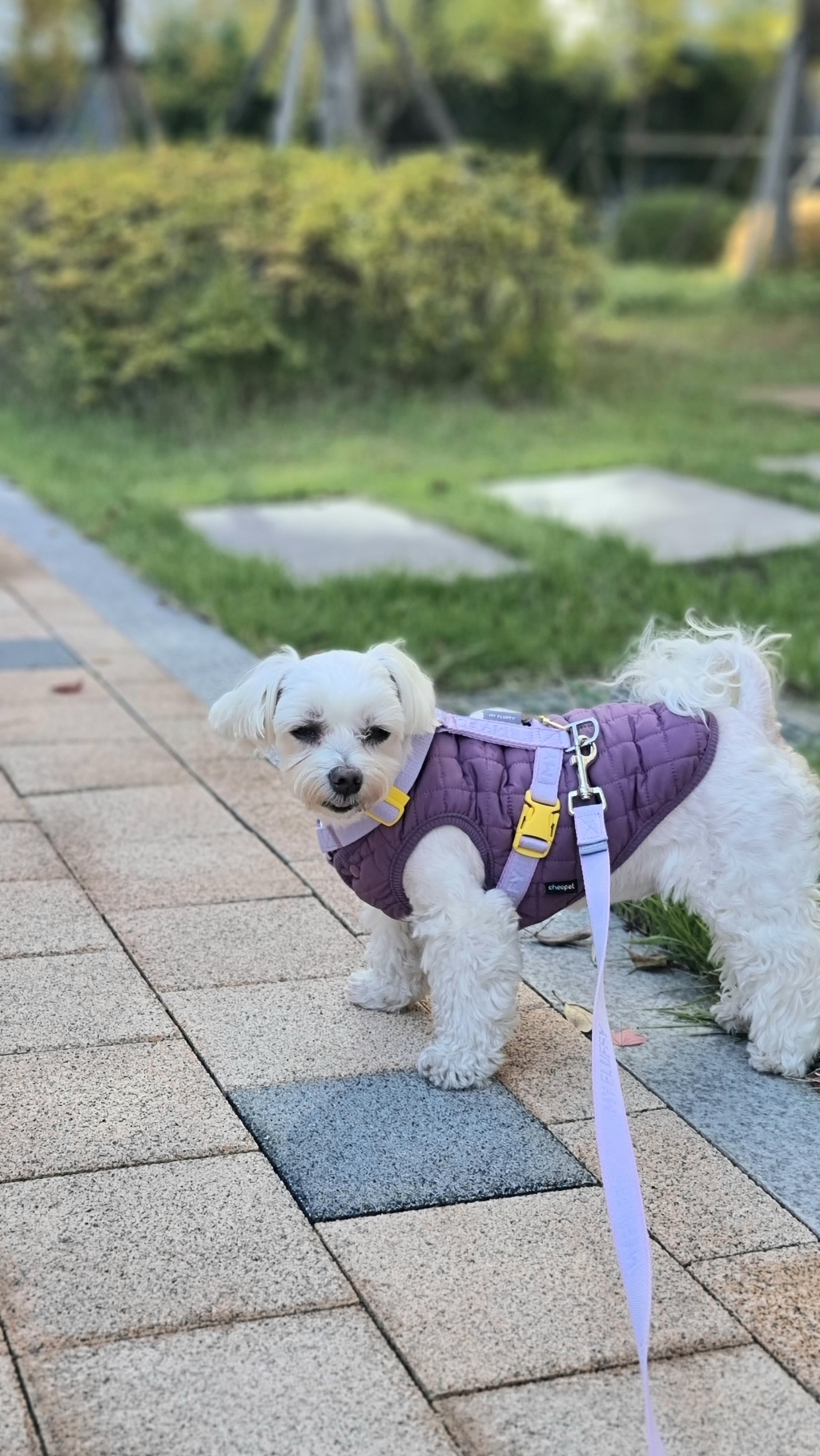 파스텔독 강아지 투버튼 깔깔이 조끼 패딩