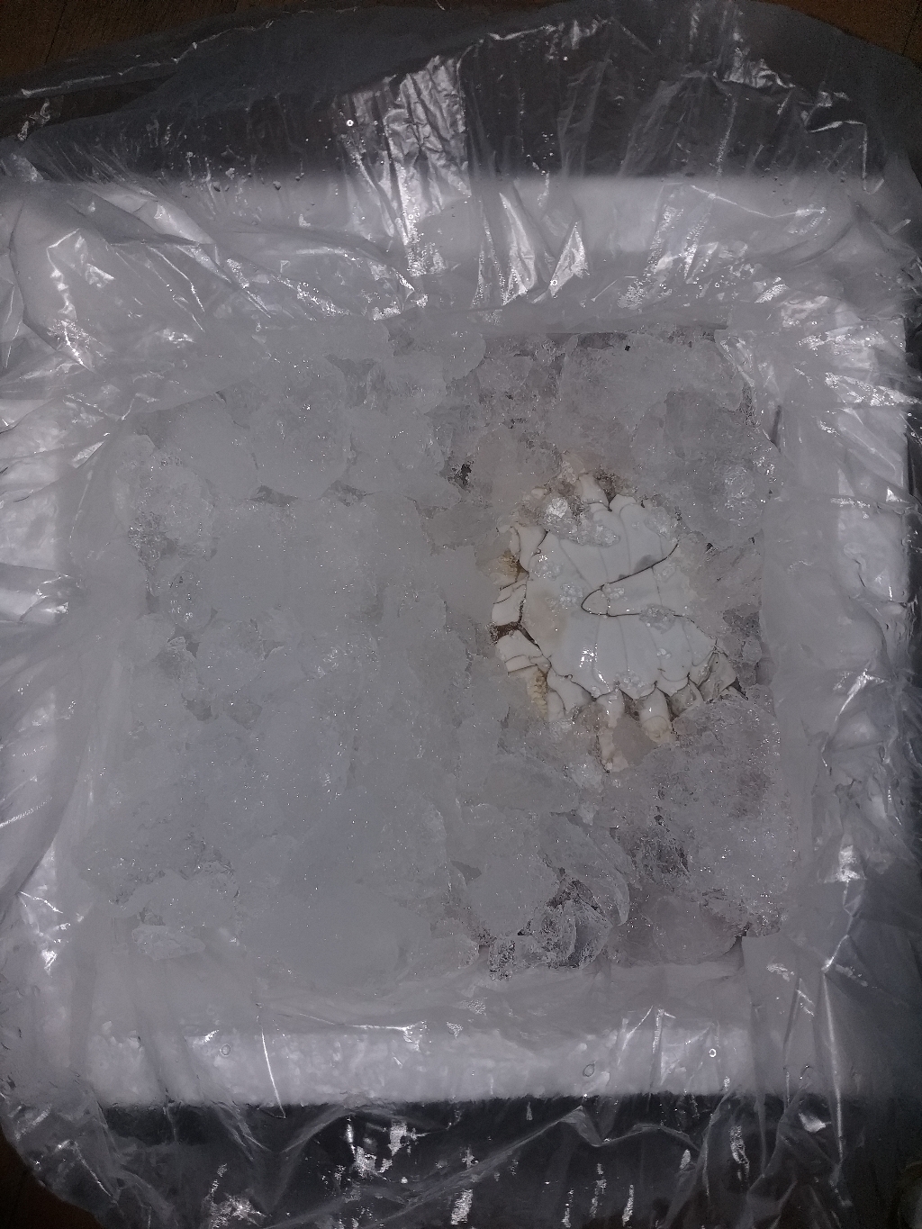 살맛나요 서해안 산지직송 갓 잡은 제철 생물 꽃게