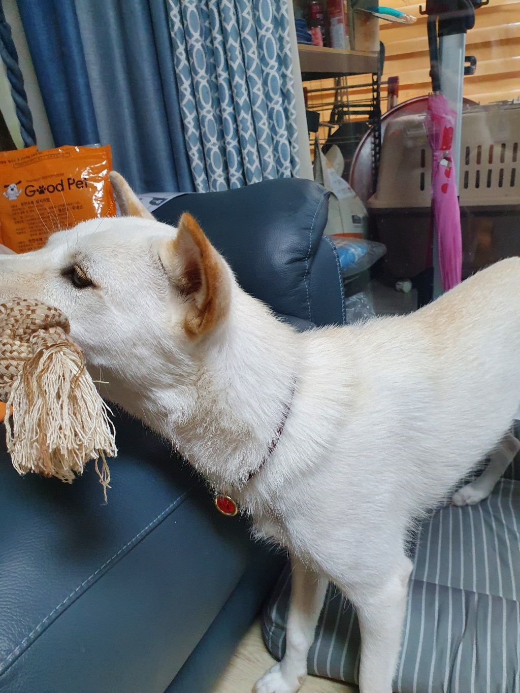 [앤디스크래프츠] 예쁘고 럭셔리한 강아지 고양이 인식표 목걸이