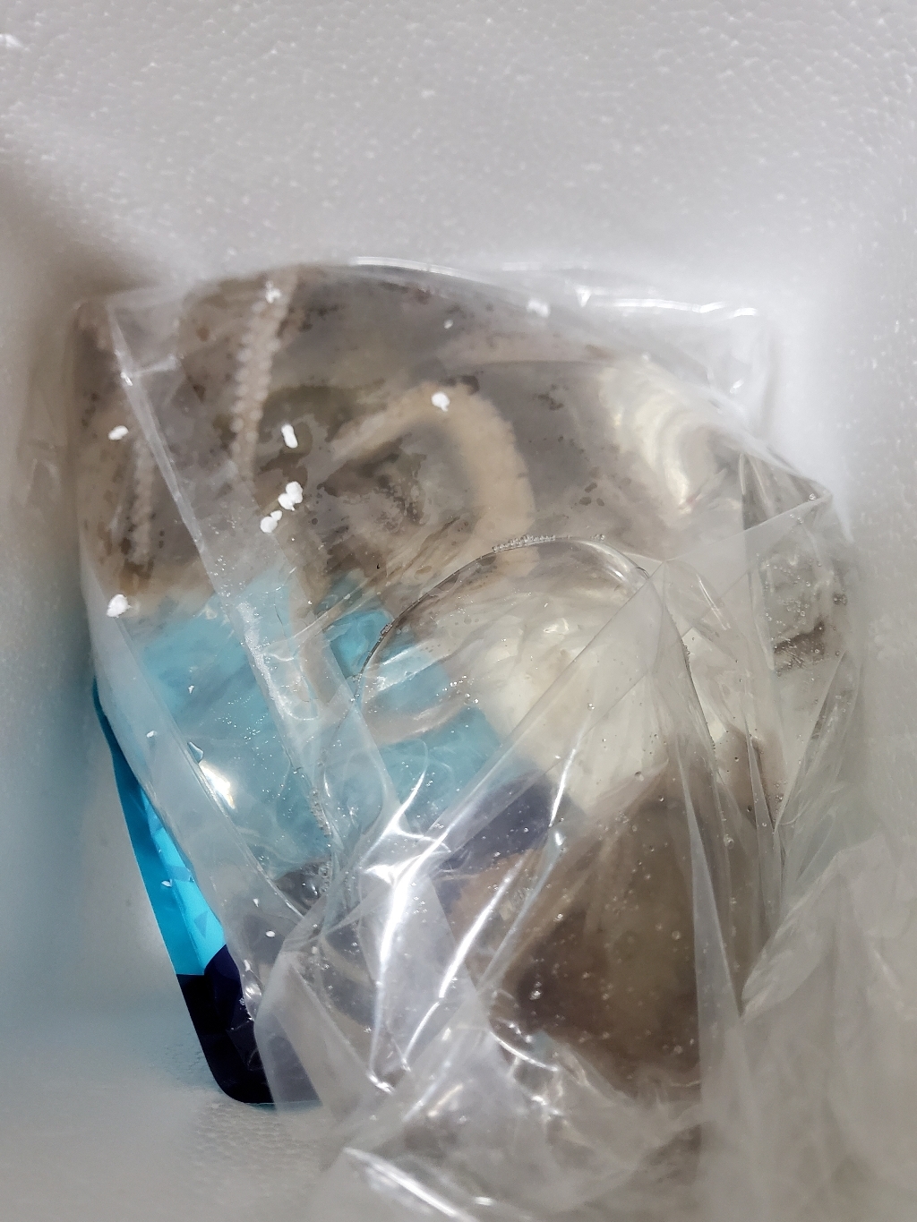 살아서오는산낙지3마리 산소포장 활낙지 낙지 볶음 롱이 낙지탕탕이 낙지연포탕 리뷰후기