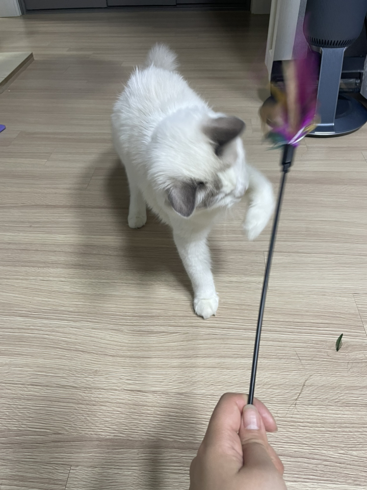 벨르펫 고양이 깃털 낚싯대  쥐돌이 낚싯대  쥐공  깃털공 장난감