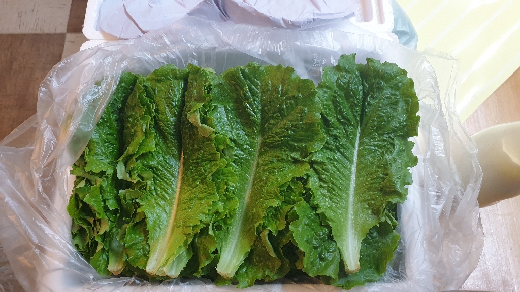 야채왕 로메인 상추 로메인 레터스 양상추 상추