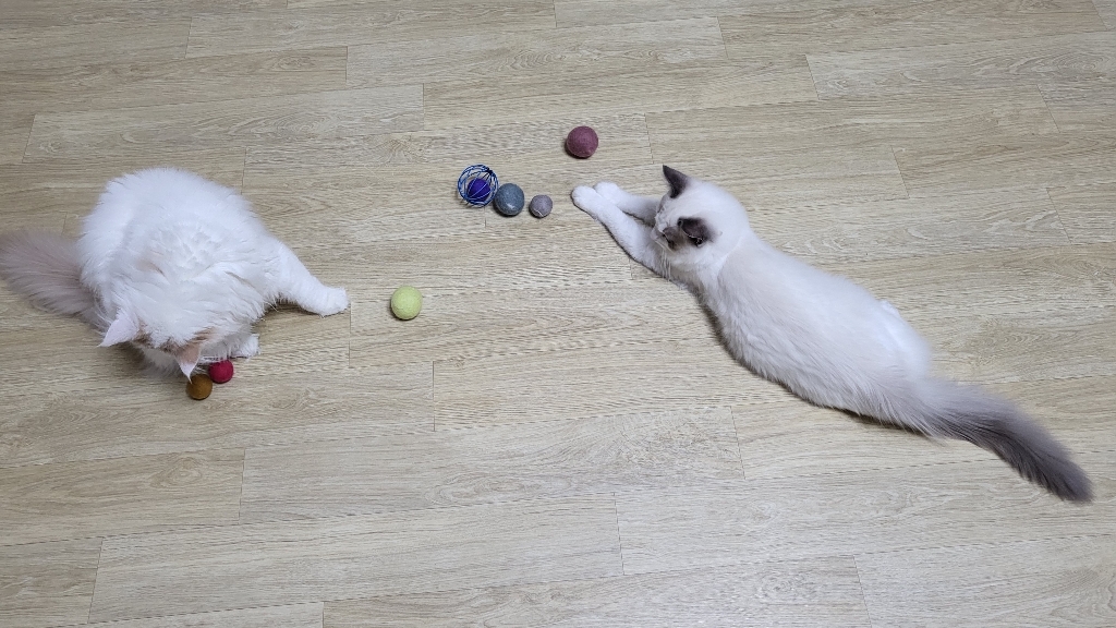 딩동펫 고양이 알록달록 냥이 모볼