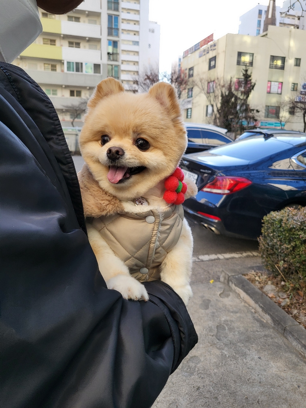 제트단품)할로펫 프리미엄 09006#