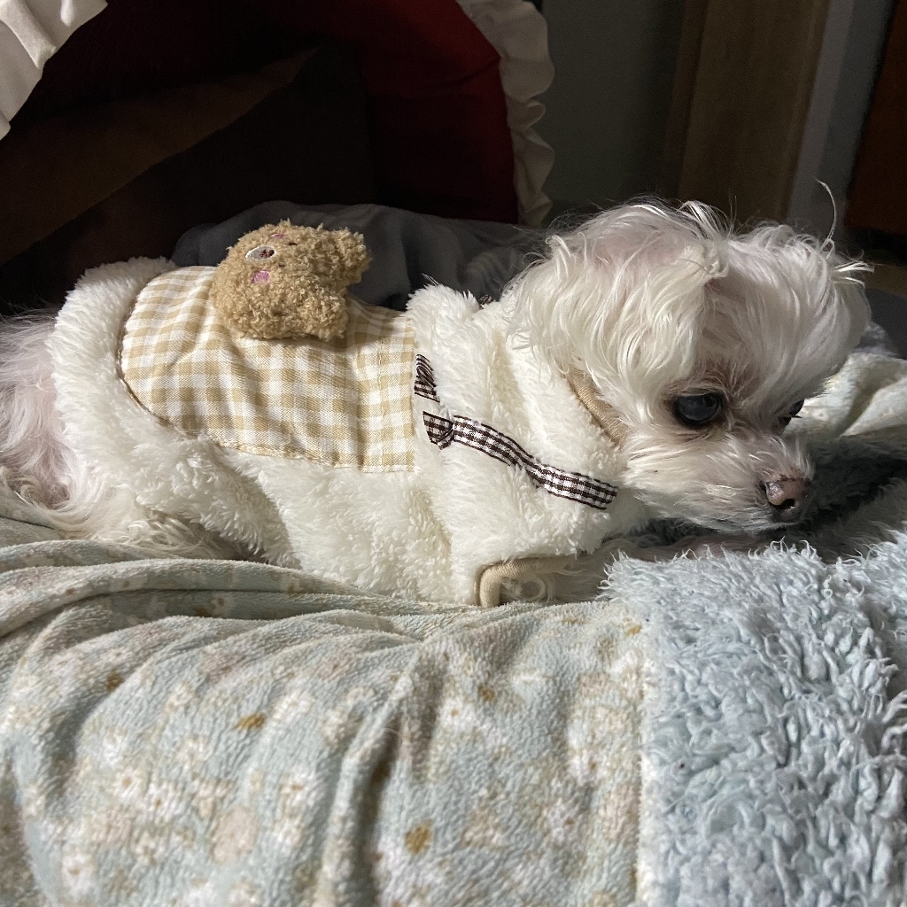 코코스튜디오 예쁜 강아지옷 고양이 플리스 양털 셔츠