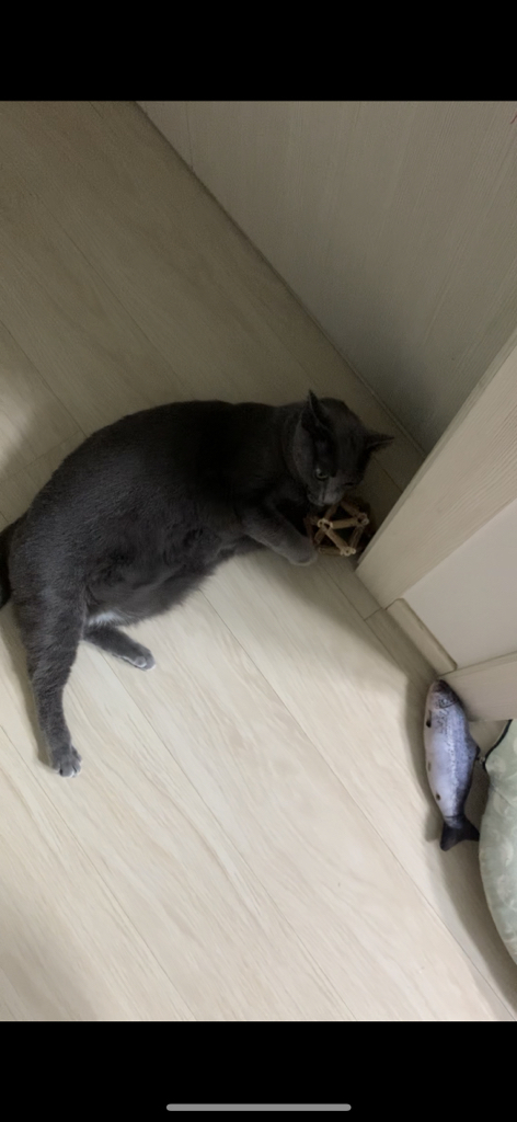 포트렘 고양이 장난감 마따따비 캣닢 사탕 볼 9종