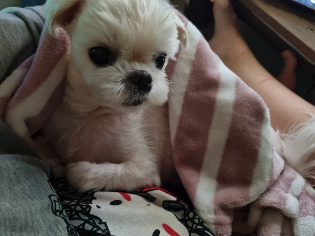 위닝푸드 강아지 삼계죽 반려견 화식 자연식 건강식