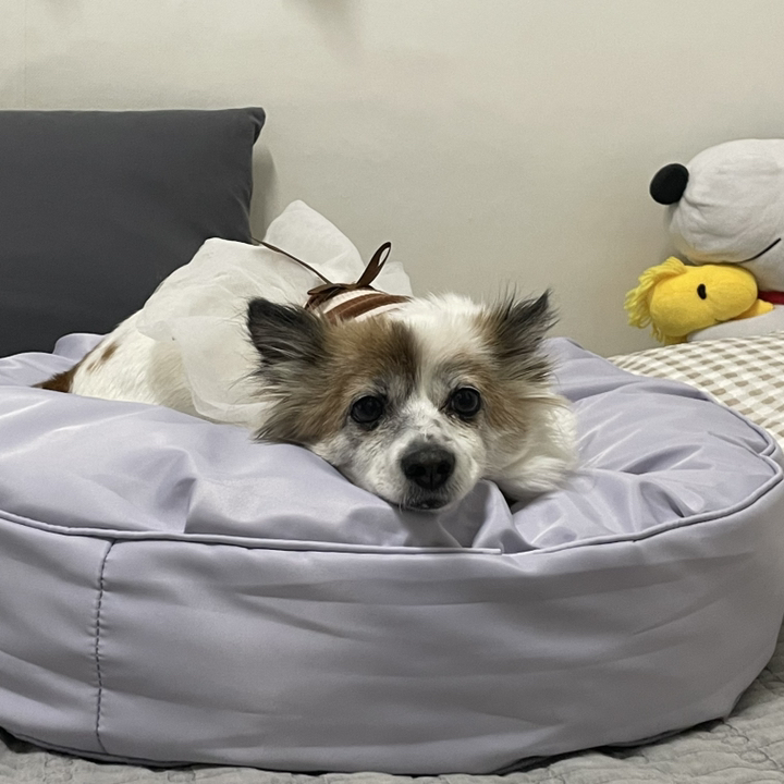 러스터지 폭신 강아지 방석 쿠션