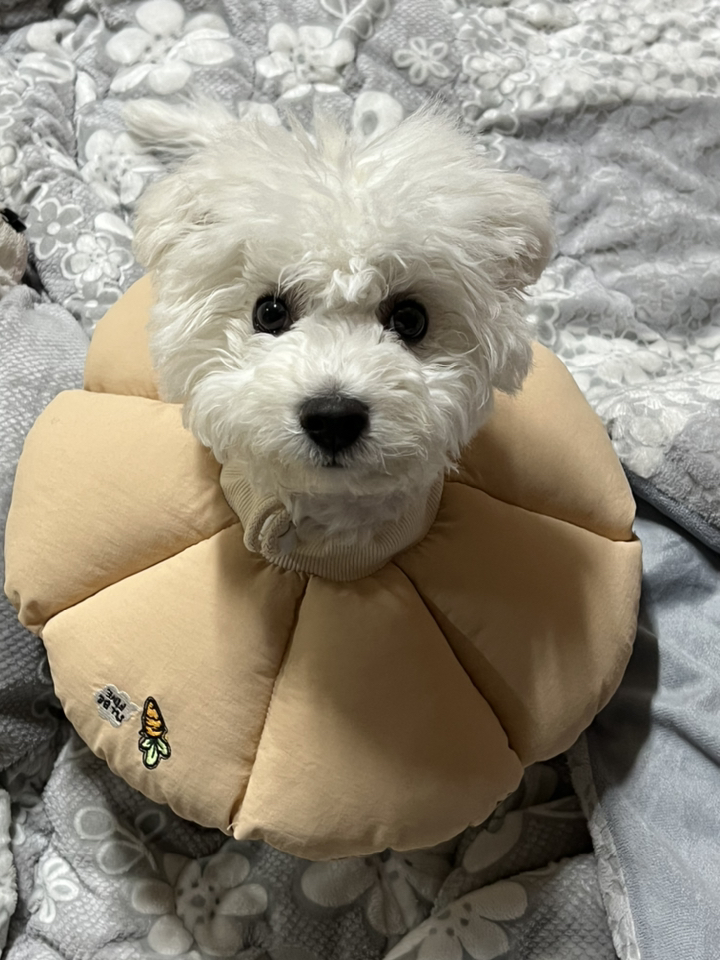 패리스독 반려동물 넥카라쿠션 깔대기 꿀잠카라 베이지