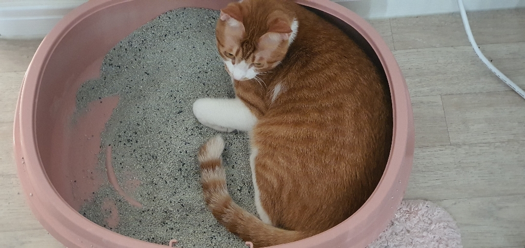 마이도미넌트 슈퍼 벤토나이트 고양이 모래