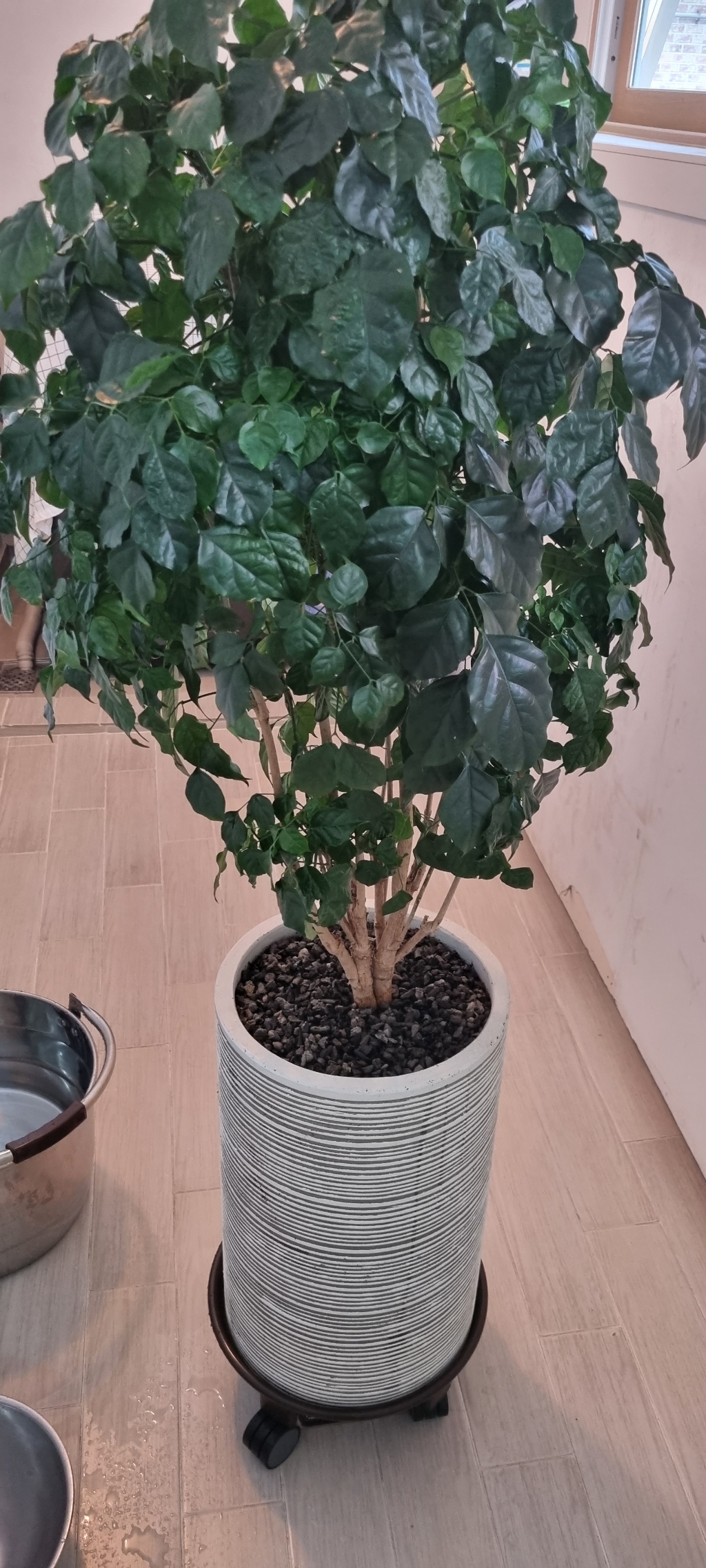 화분월드 블랙마사토 중립