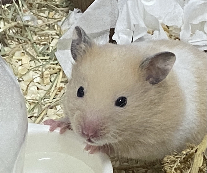 산코 와일드 돔 서버 소동물 급수기