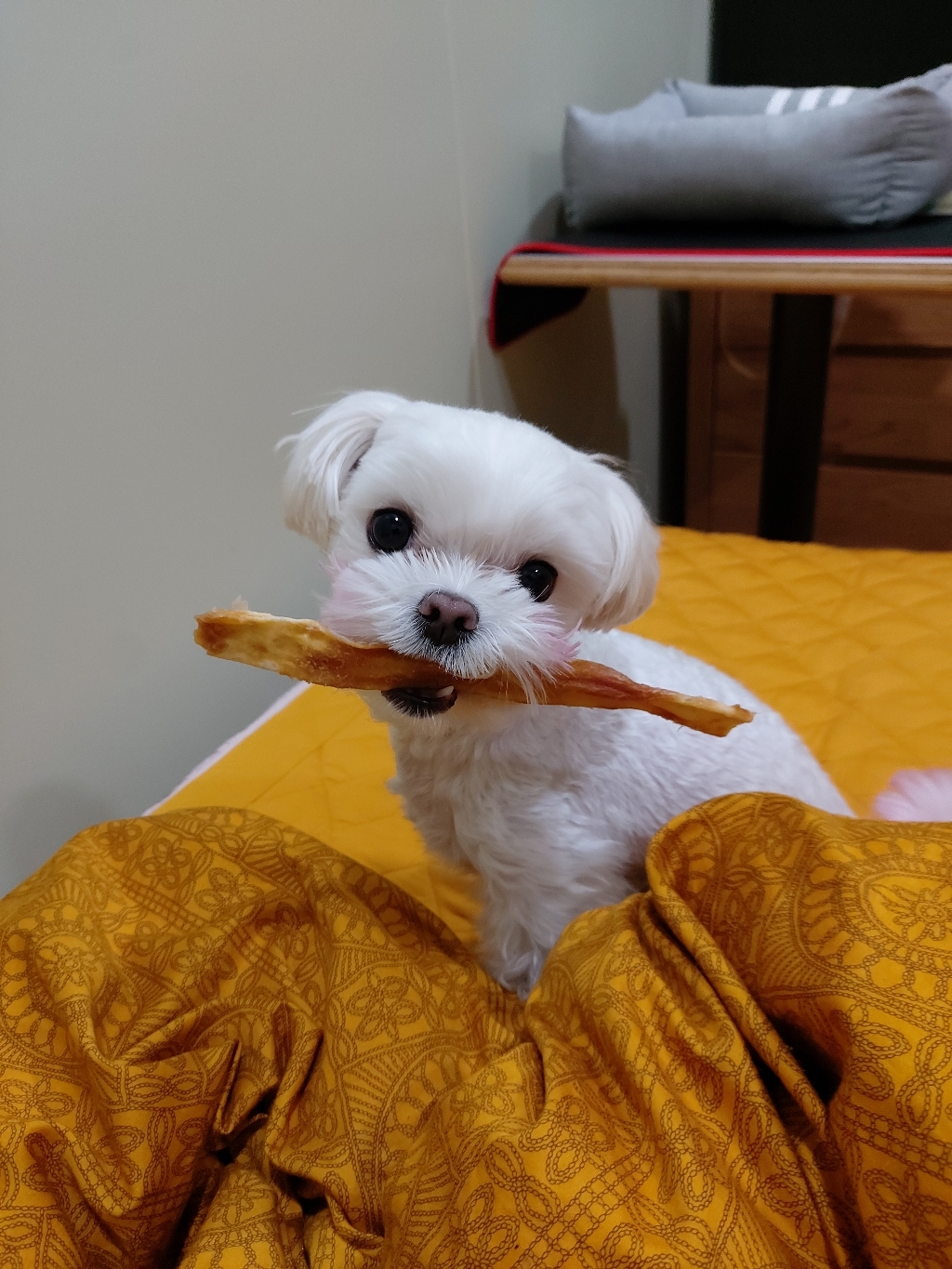 연어스트립S 1BOX
