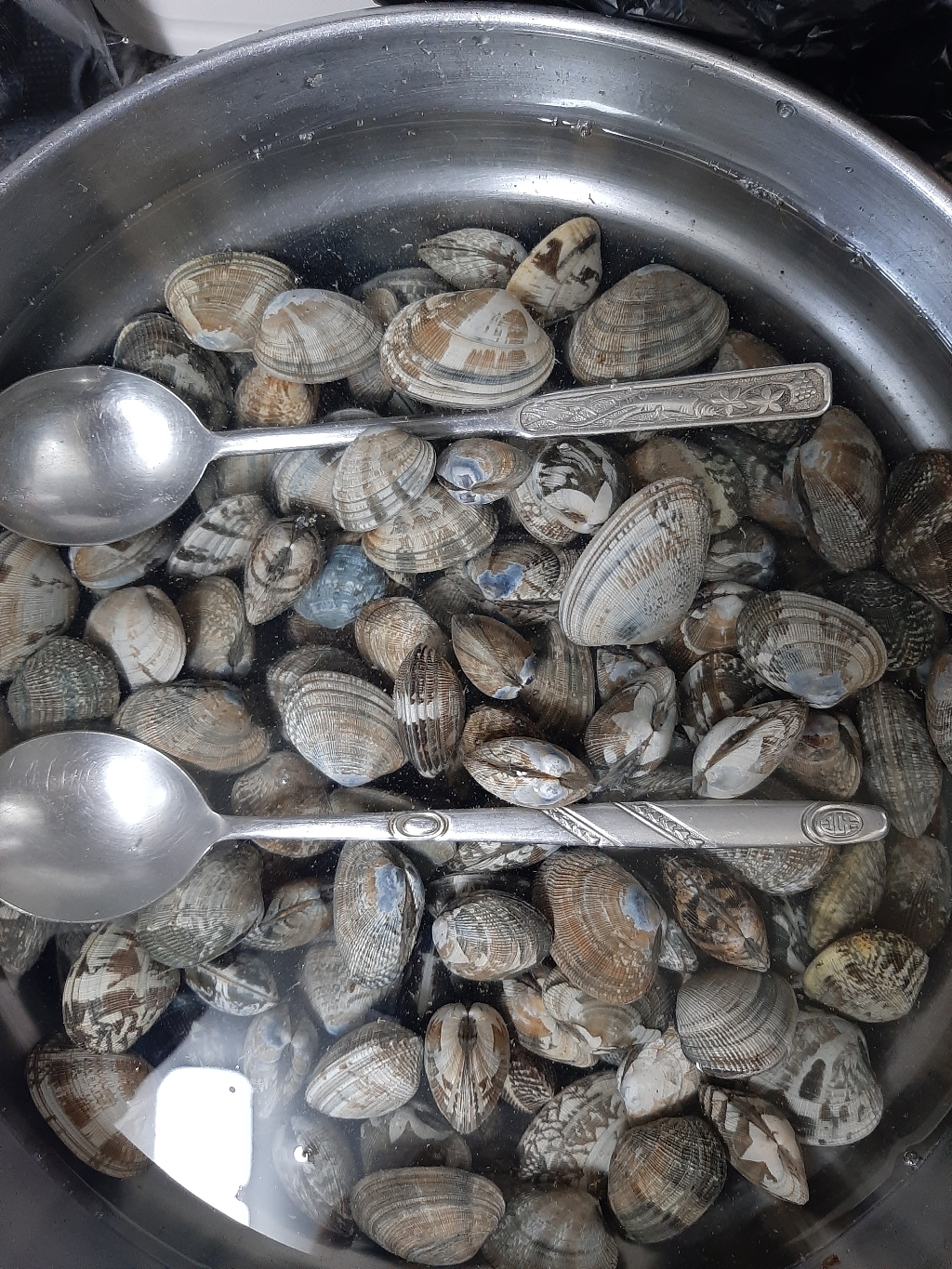 백미리 어민이 직접 잡은 서해안 갯벌 참바지락