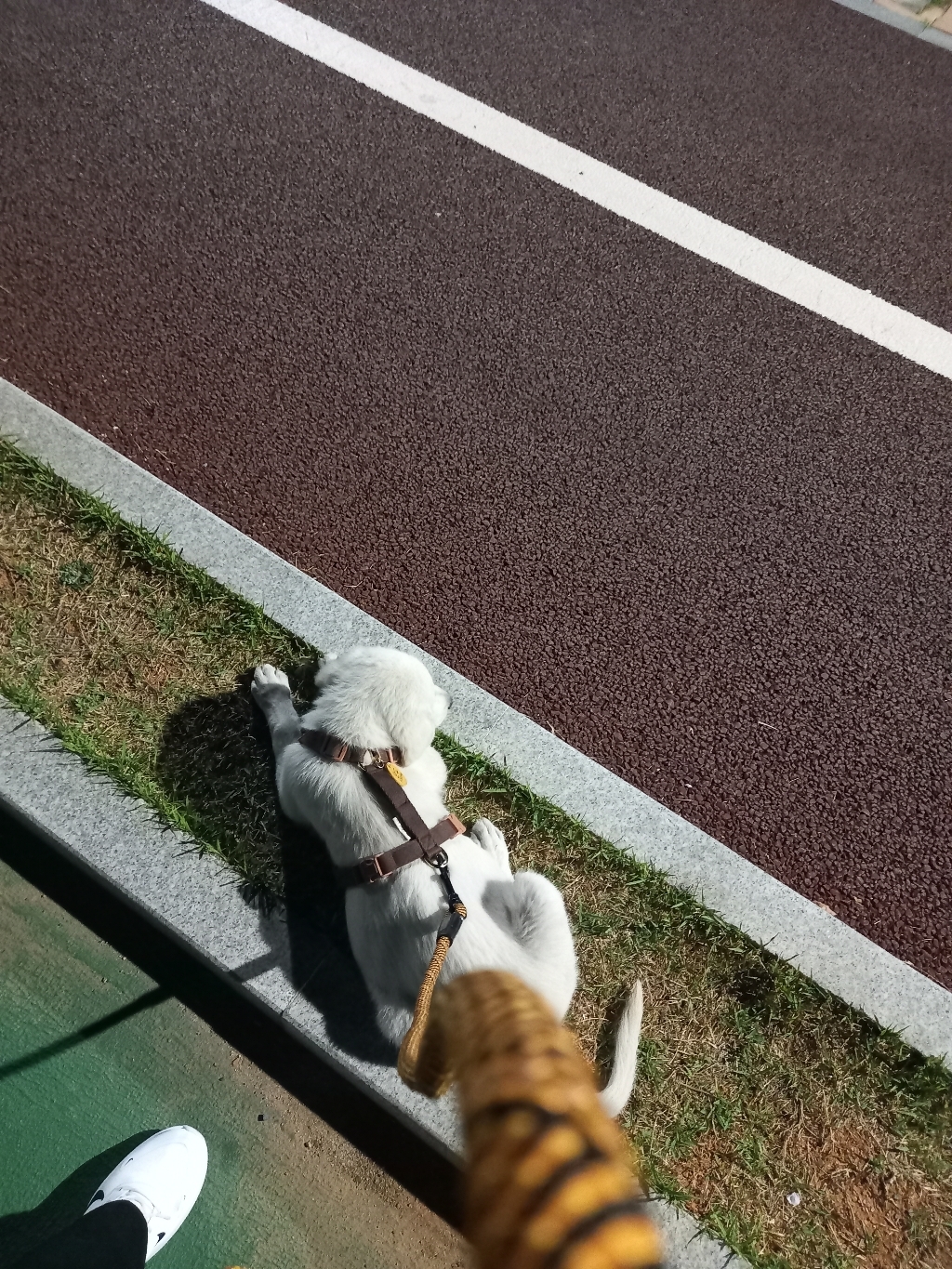 보들랑 강아지 순면 H형 가슴줄