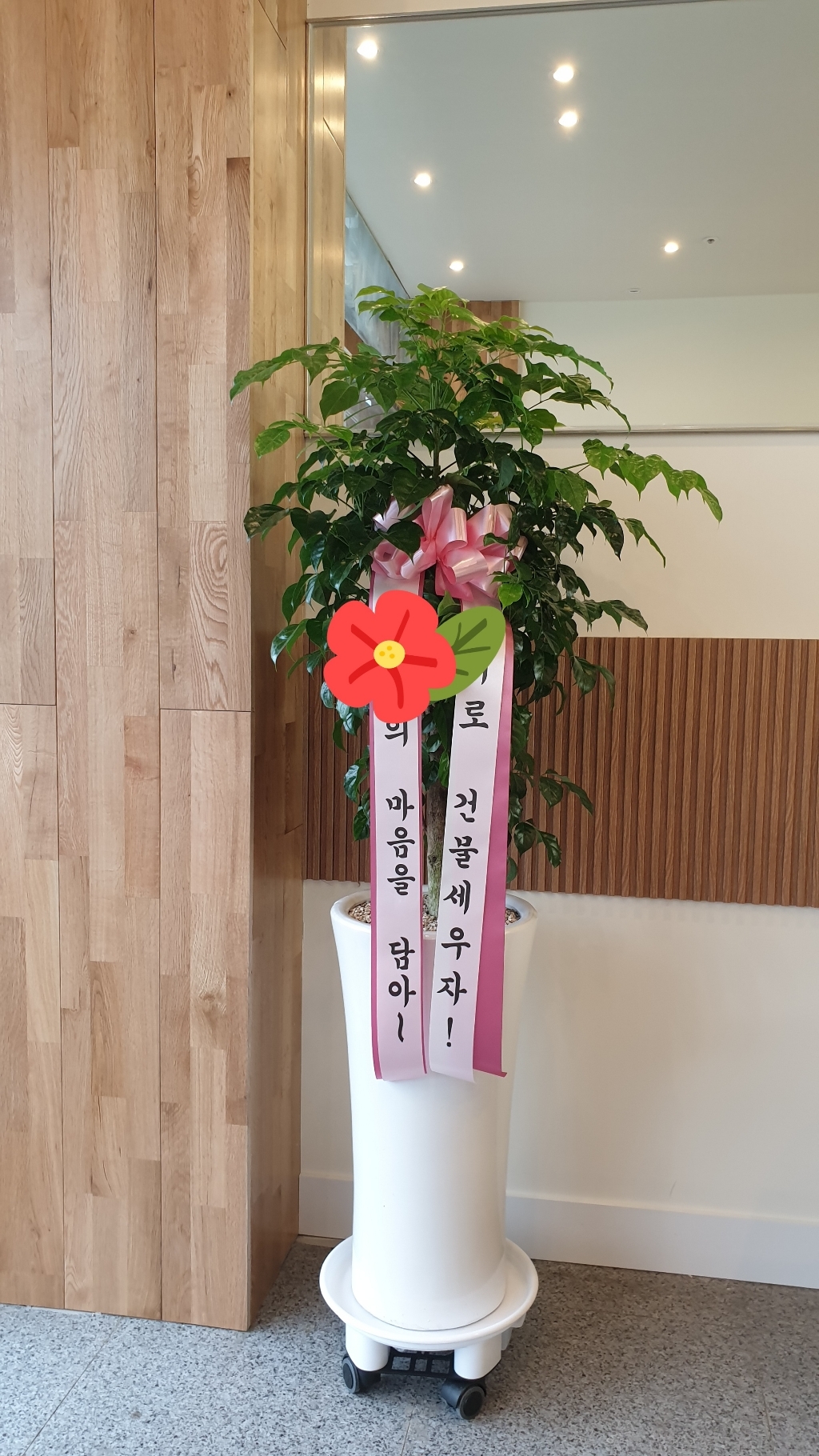 꽃친구 금전수 돈나무 극락조 행운목 뱅갈고무나무 알로카시아 스투키 고무나무 아레카야자 녹보수 개업 축하 화분 전국 당일배송