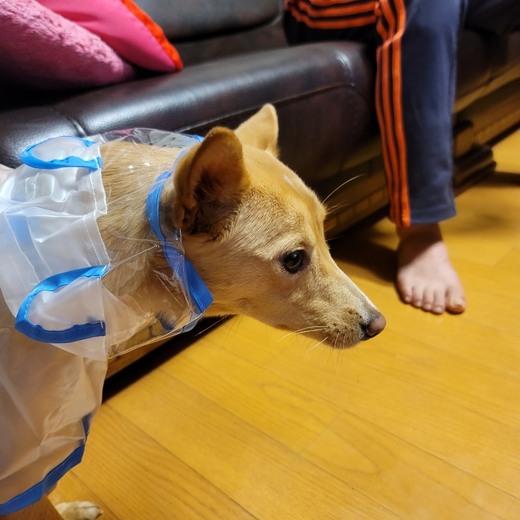 요기쏘 강아지 곰돌이 투명 우비