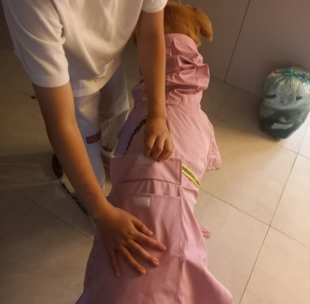 더플로우컴퍼니 비오는 날도 안전하 개 스카치 강아지 우비 판초