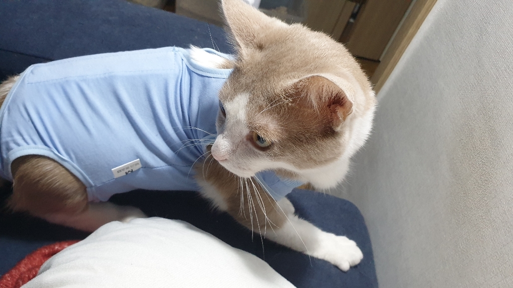 부투펫 고양이 환묘복 환자복 중성화수술 환견복 올인원 4가지종류