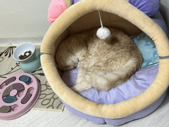김집사 고양이 포그니 하우스