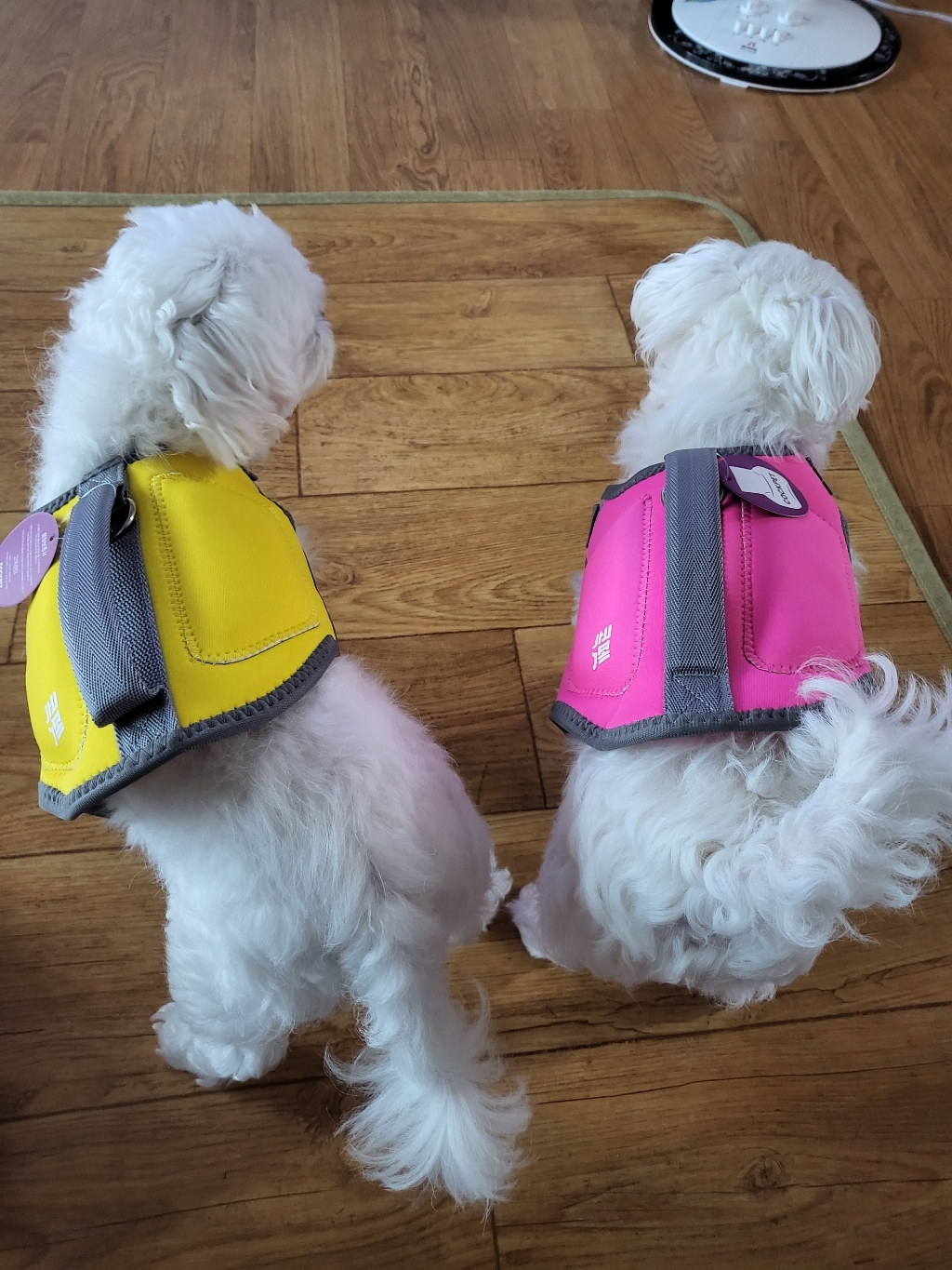 콕펫 강아지 구명조끼 수영복 래쉬가드 소형견 중형견 대형견